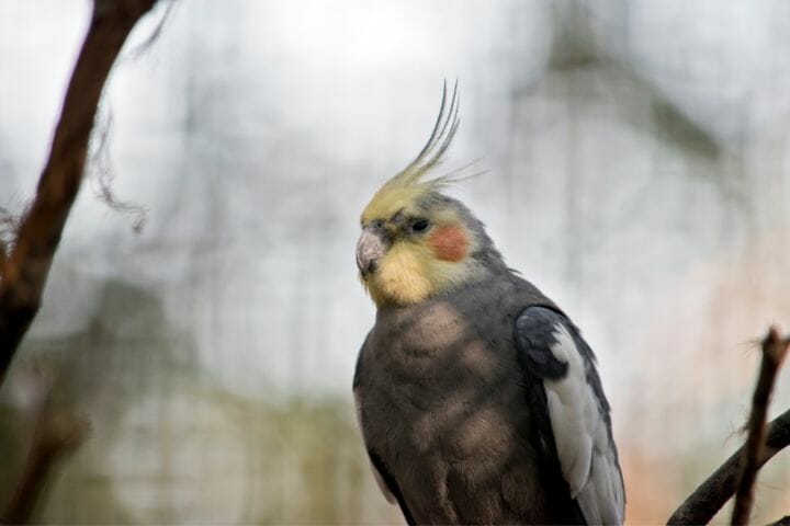 Sick 2024 cockatiel treatment