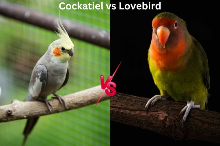 Is A Cockatiel A Parrot