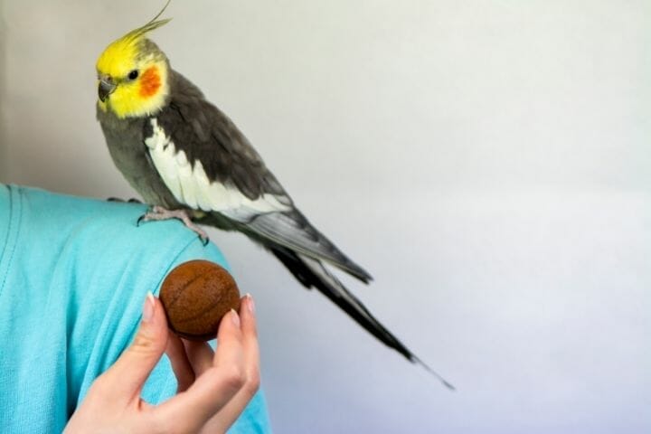 Are Cockatiels Friendly? Cute? Affectionate? What Kind of Pet Will My Cockatiel Be?
