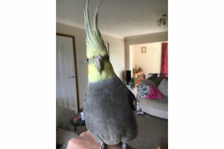Do Cockatiels Recognize Their Owners