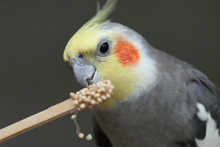 Best bird hotsell toys for cockatiels