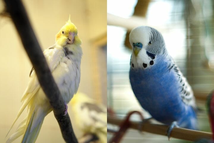 Cockatiel Intelligence - Are Cockatiels Smart?