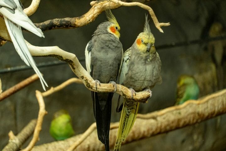 Cockatiel Male Or Female How To Tell The Difference 