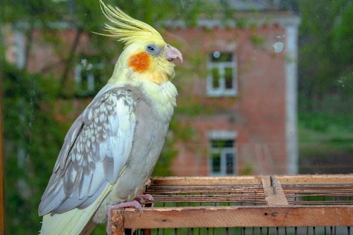 Can Cockatiels Live With Budgies