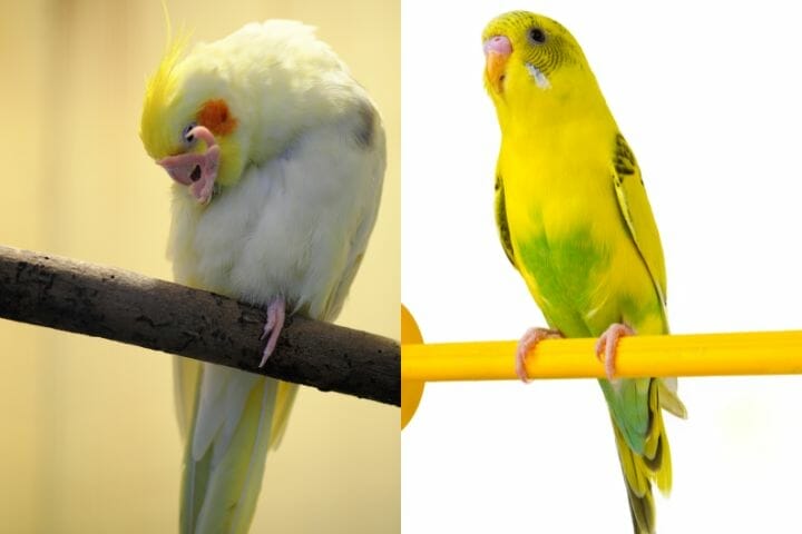 Cockatiel vs Budgie - Most Important Differences