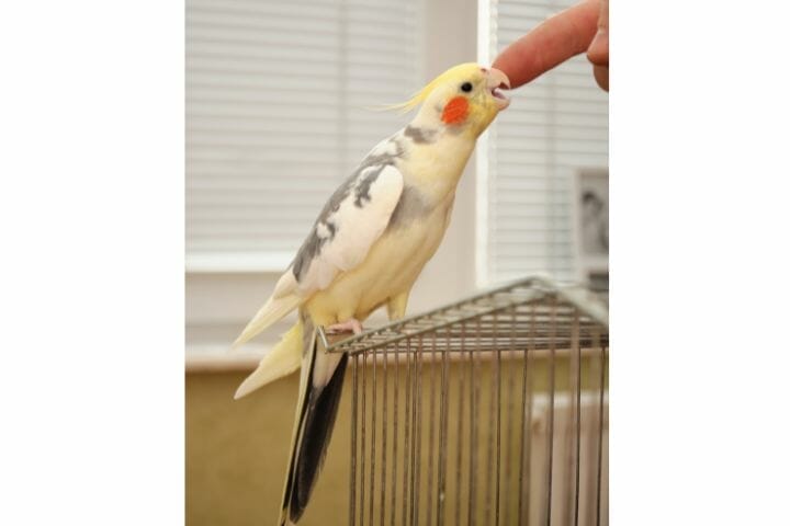 Taming And Training Cockatiels