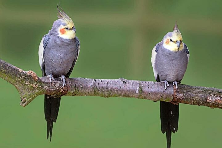 Can Cockatiels Live With Budgies