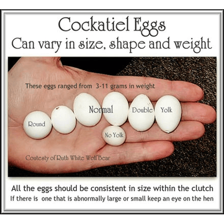 cockatiel eggs for hatching