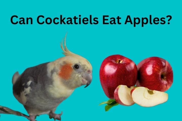 Can Cockatiels Eat Apples