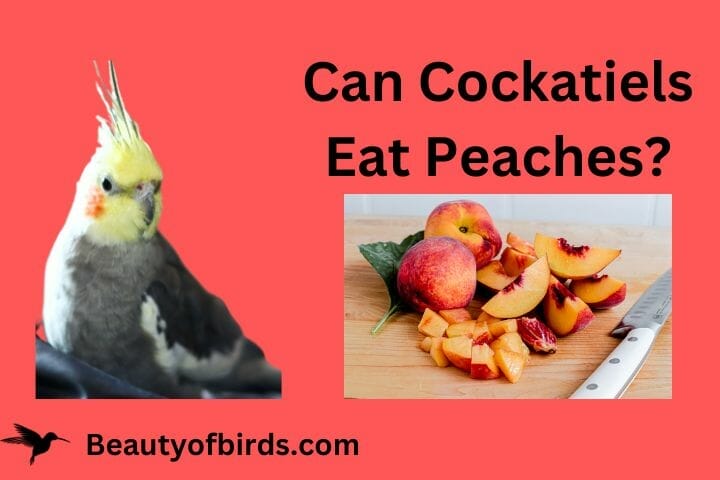 Can Cockatiels Eat Peaches