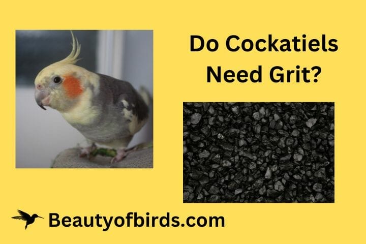 do-cockatiels-need-grit-can-it-cause-health-problems