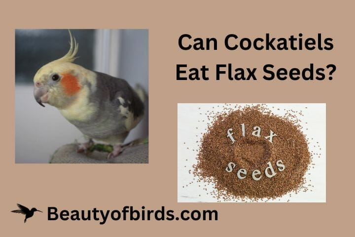 Can Cockatiels Eat Flax Seeds