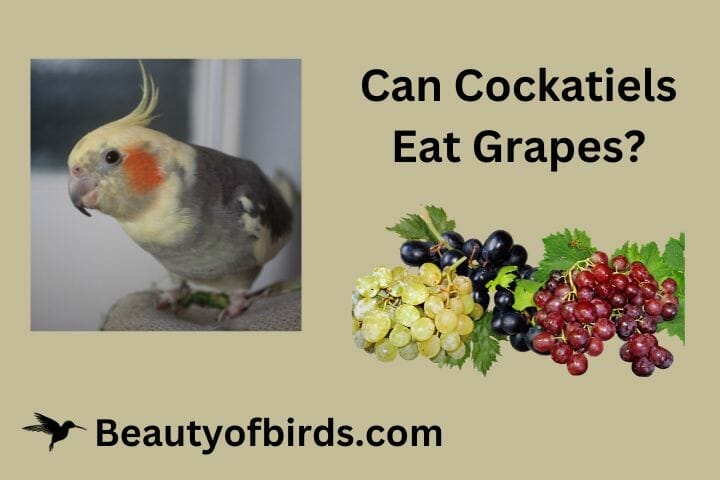 Can Cockatiels Eat Grapes? What About Raisins & Grape Seeds?