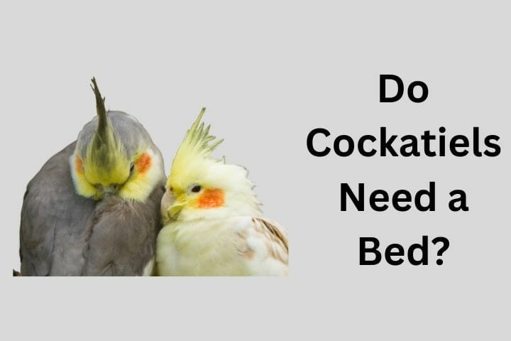 Do Cockatiels Need a Bed