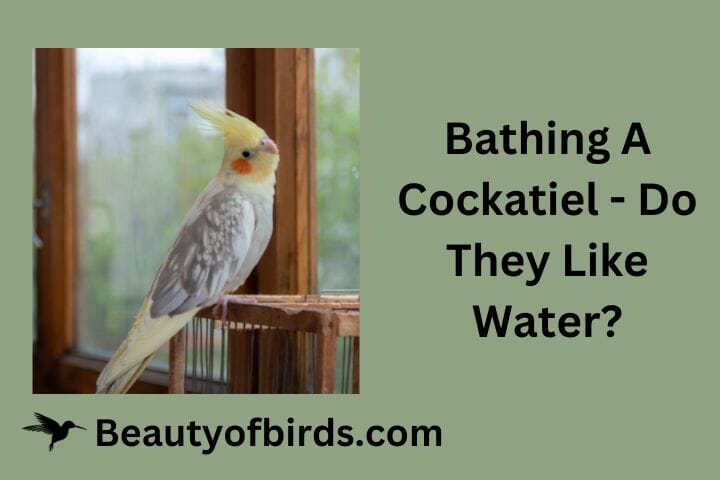 Bathing A Cockatiel
