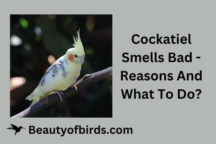 Cockatiel Smells Bad - Reasons And What To Do?