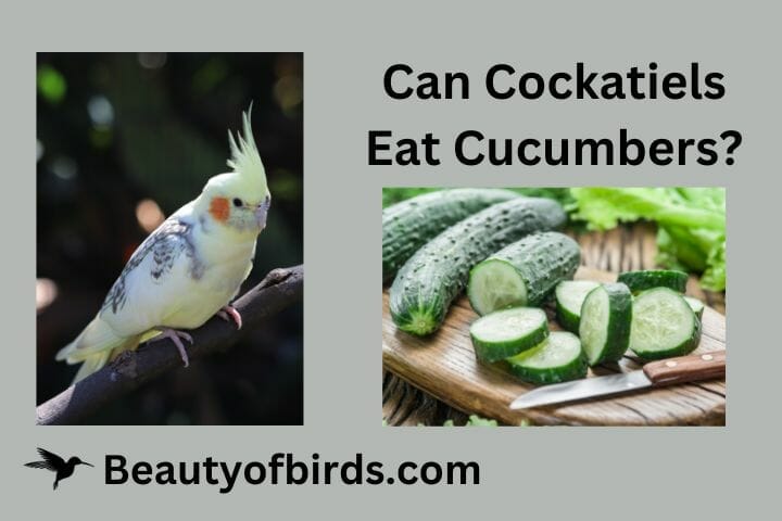 Can Cockatiels Eat Cucumber? What About Cucumber Seeds & Peel?