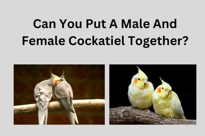Can You Put A Male And Female Cockatiel Together