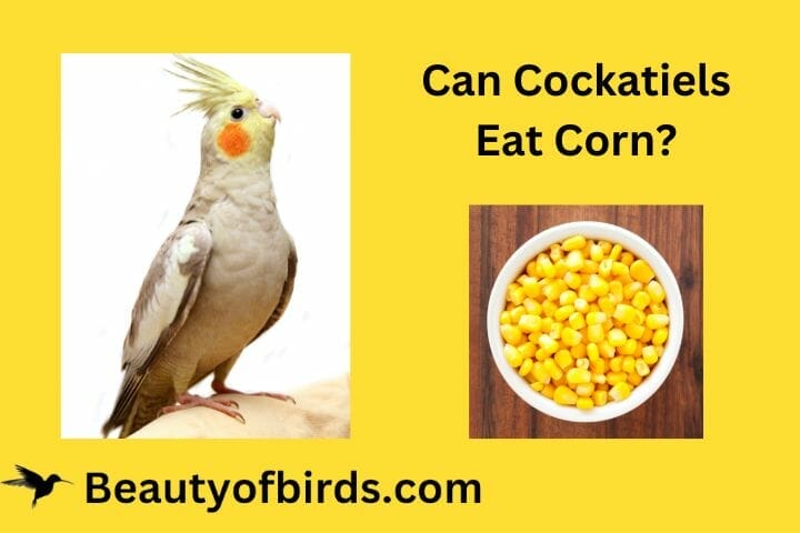 cockatiel corn