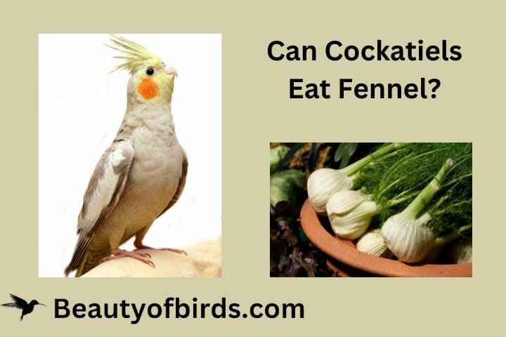 Can Cockatiels Eat Fennel