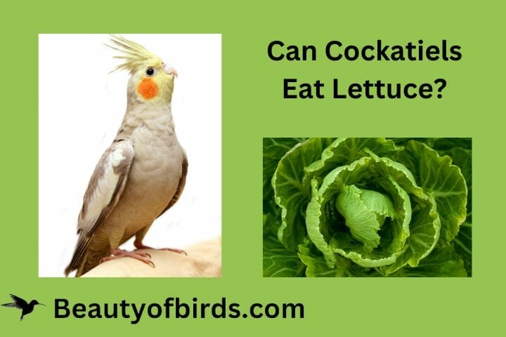 Can Cockatiels Eat Lettuce