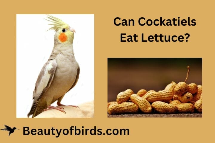 Can Cockatiels Eat Peanuts