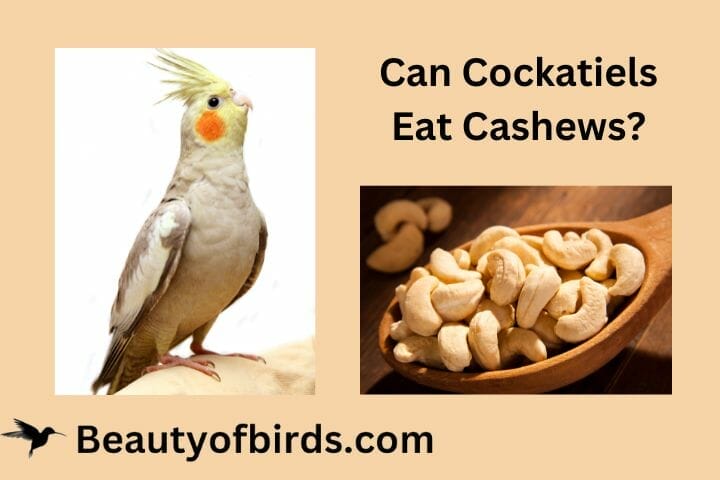 Can Cockatiels Eat Cashews