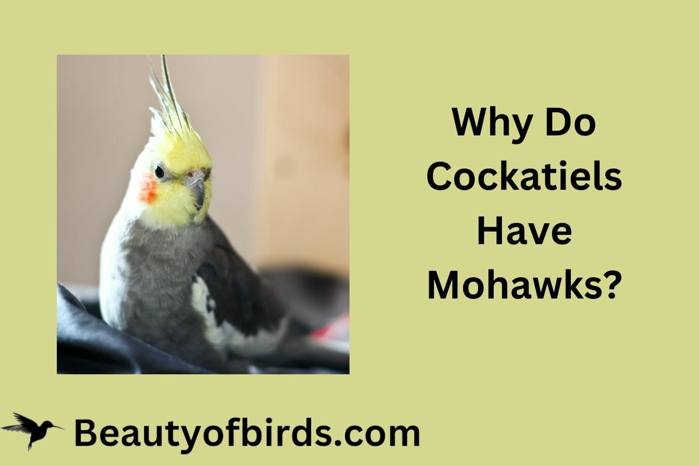 Why Do Cockatiels Have Mohawks? How a Cockatiel's Crest is a Barometer