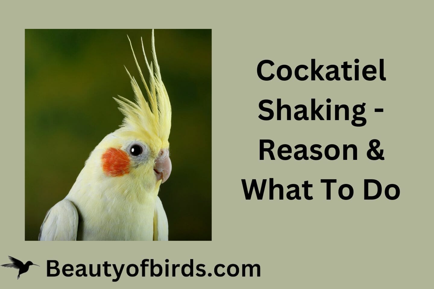 Cockatiel Shaking - Reason & What To Do