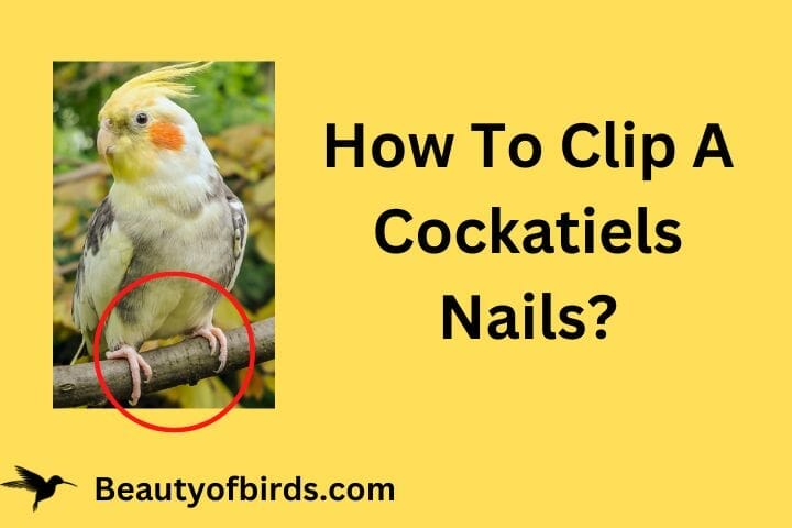 How To Clip A Cockatiels Nails