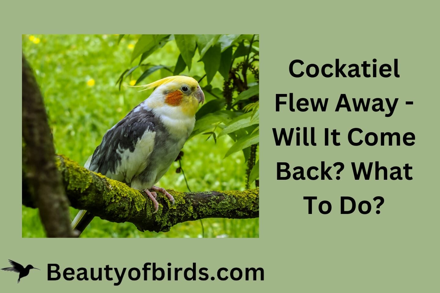 Cockatiel Flew Away