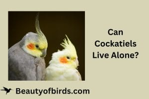 Can Cockatiels Live Alone