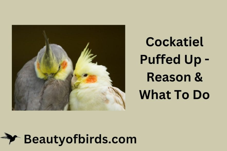 Cockatiel Puffed Up - Reason & What To Do