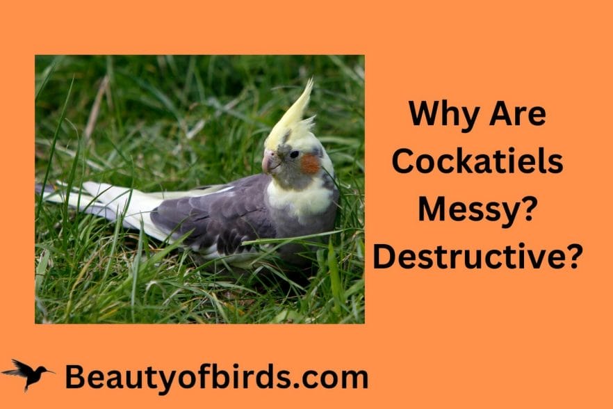Why Are Cockatiels Messy