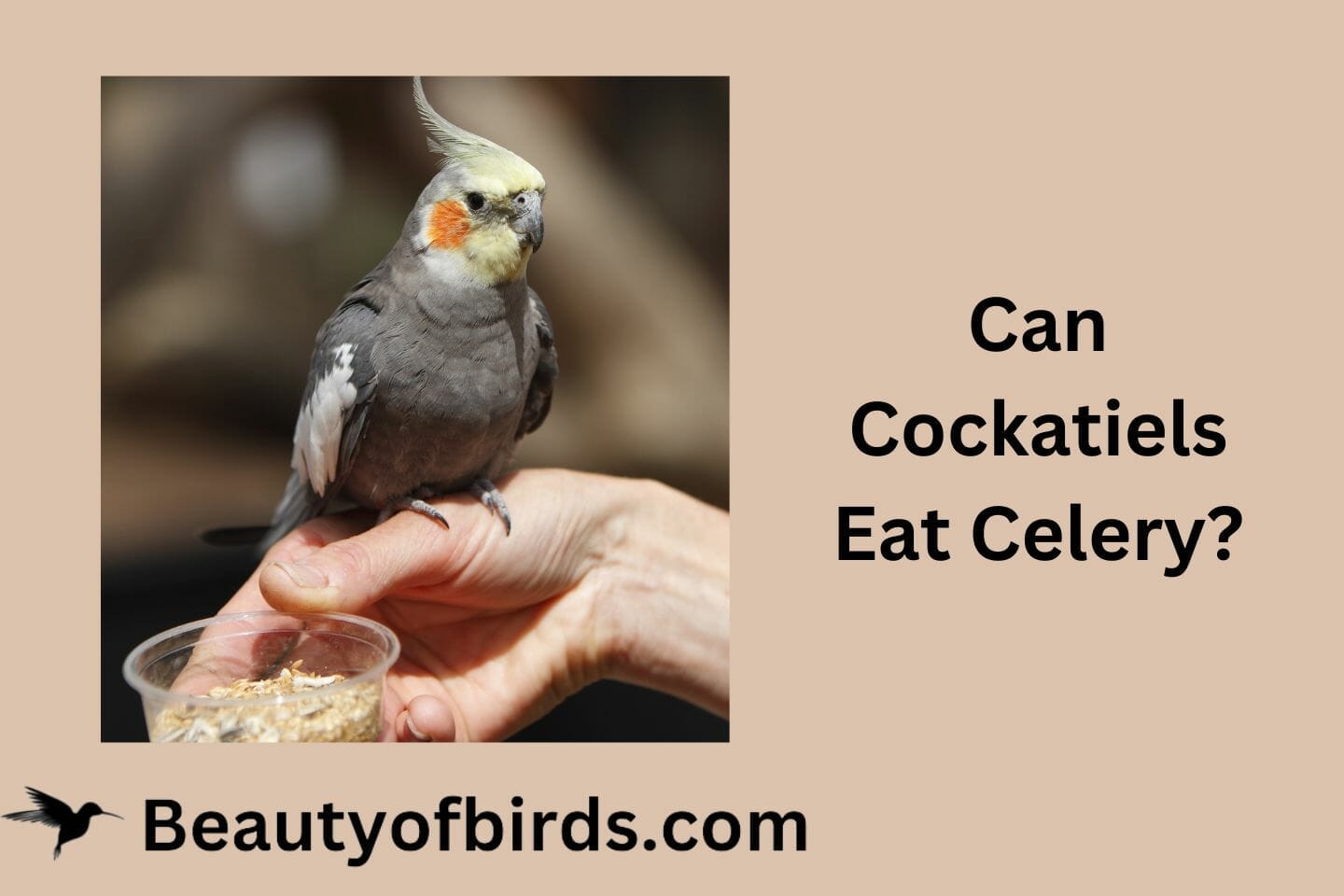 Can Cockatiels Eat Celery? Does It Offer Any Health Benefits?