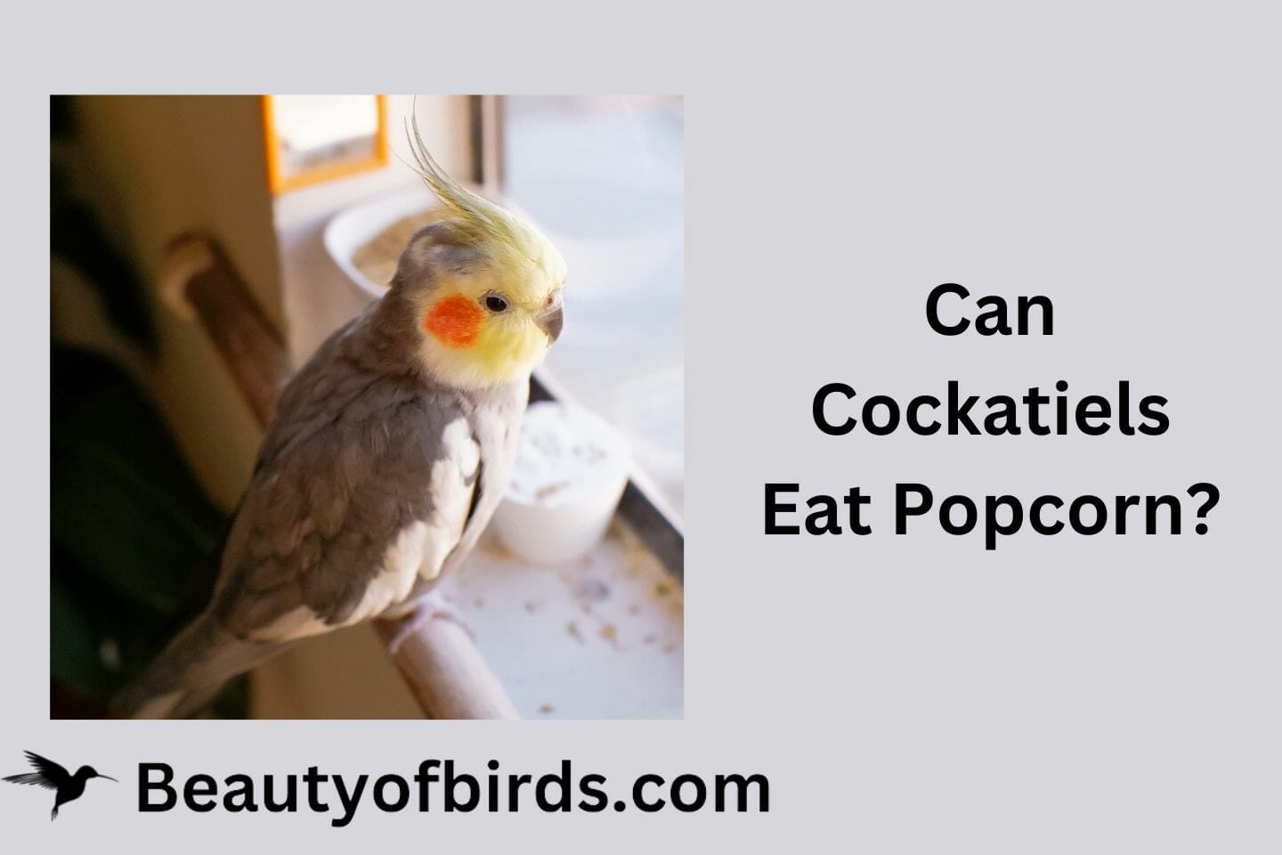 Can Cockatiels Eat Popcorn? (precautions To Take)