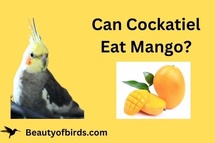 Can Cockatiel Eat Mango