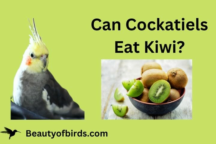 Can Cockatiels Eat Kiwi