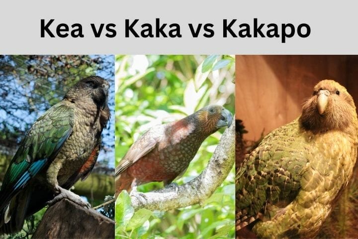 Kea Vs Kaka Vs Kakapo