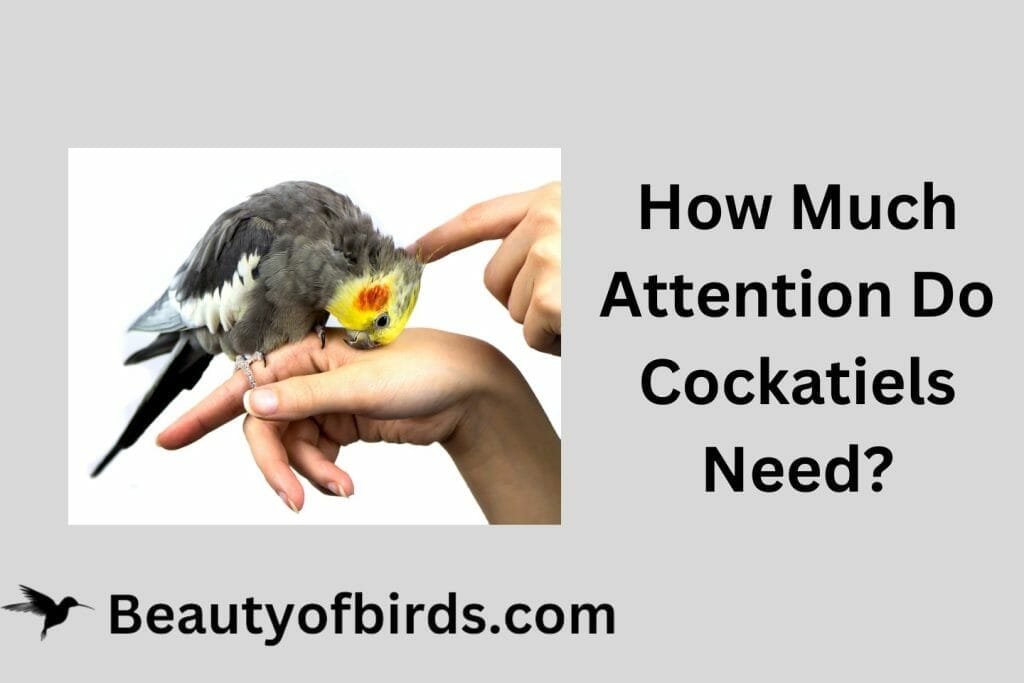 How Much Attention Do Cockatiels Need?