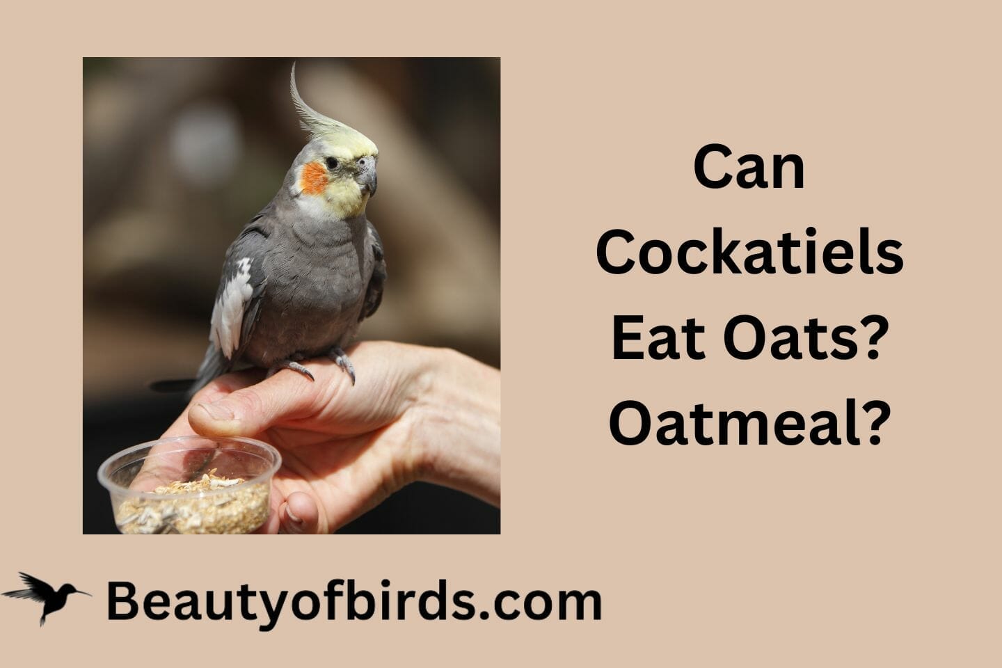 Can Cockatiels Eat Oats? Oatmeal?