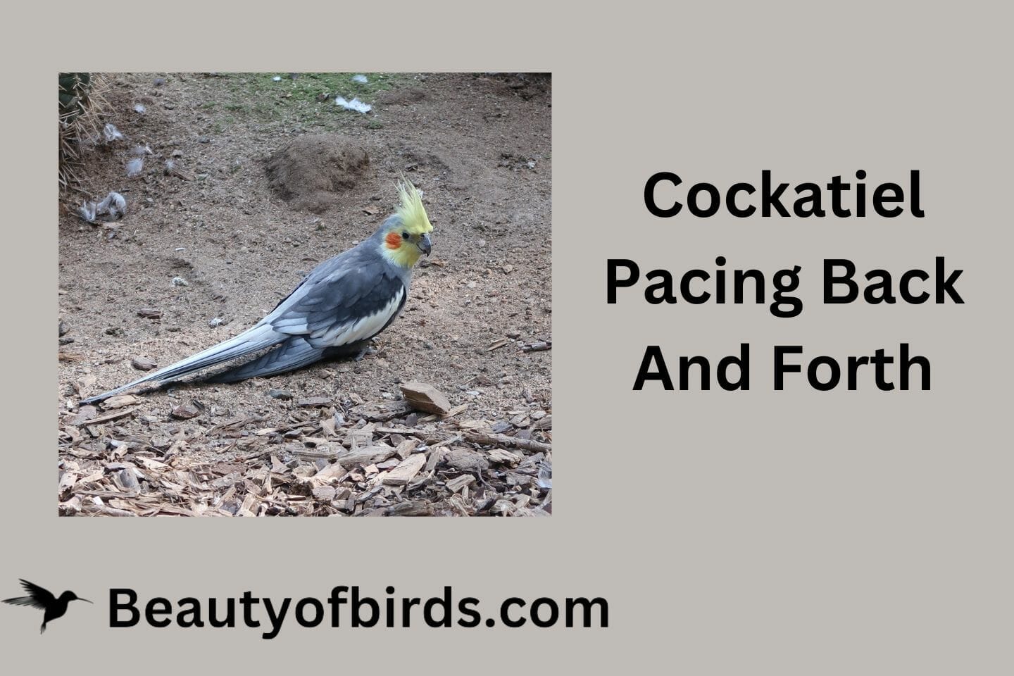 Cockatiel Pacing Back And Forth: 4 Reasons