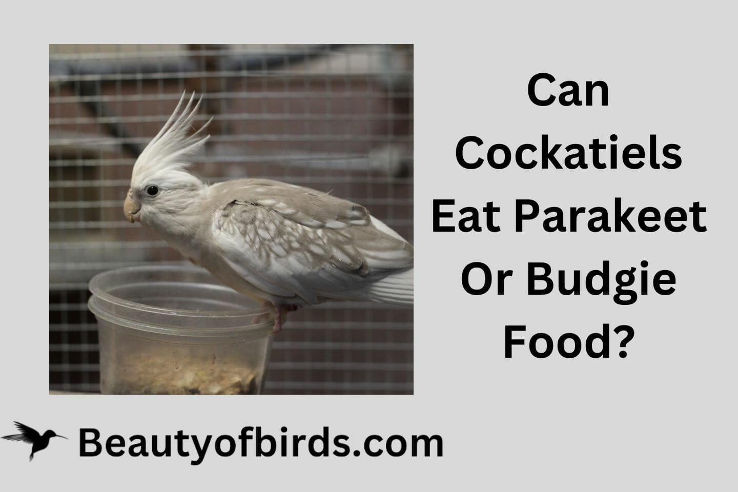 Can Cockatiels Eat Parakeet Or Budgie Food?