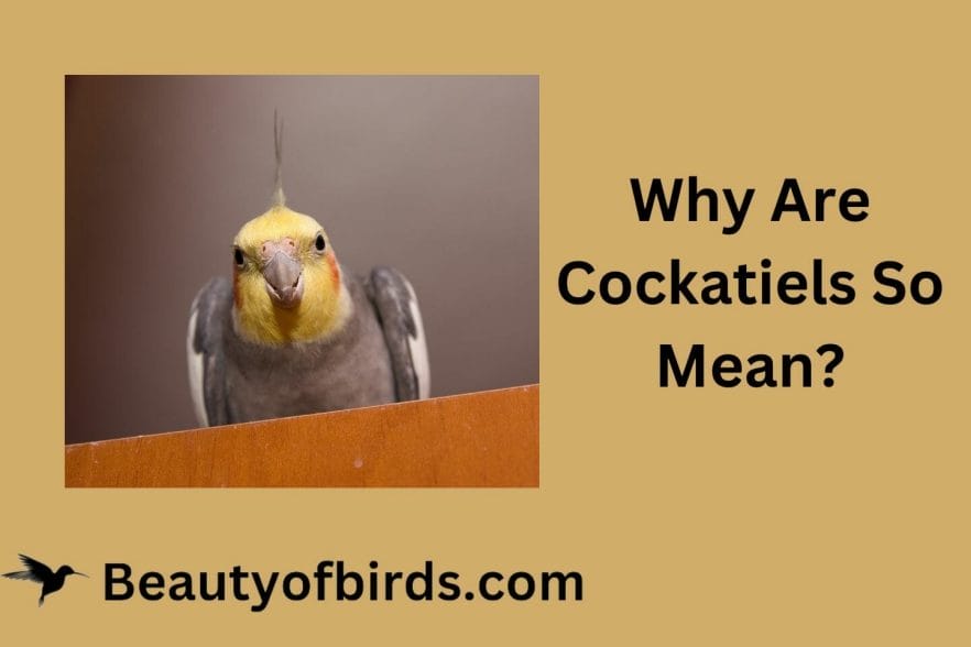 Why Are Cockatiels So Mean