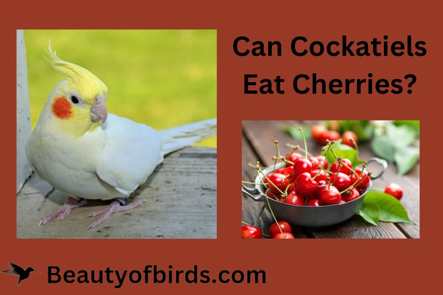 Can Parrots Eat Cherries? The Expert Guide
