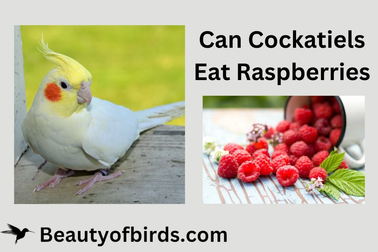 Can Cockatiels Eat Raspberries