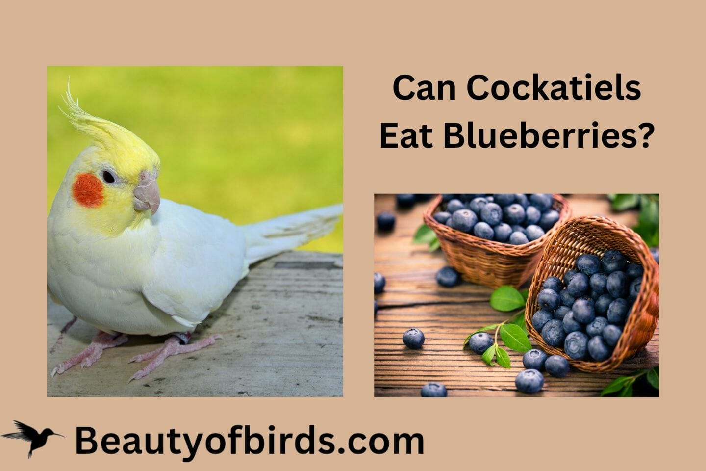Can Cockatiels Eat Blueberries