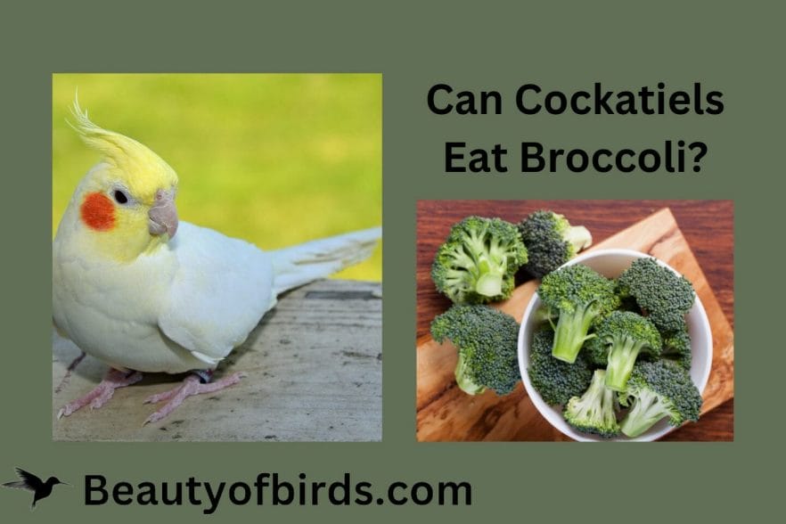 Can Cockatiels Eat Broccoli