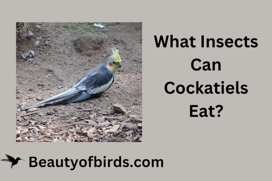 What Insects Can Cockatiels Eat