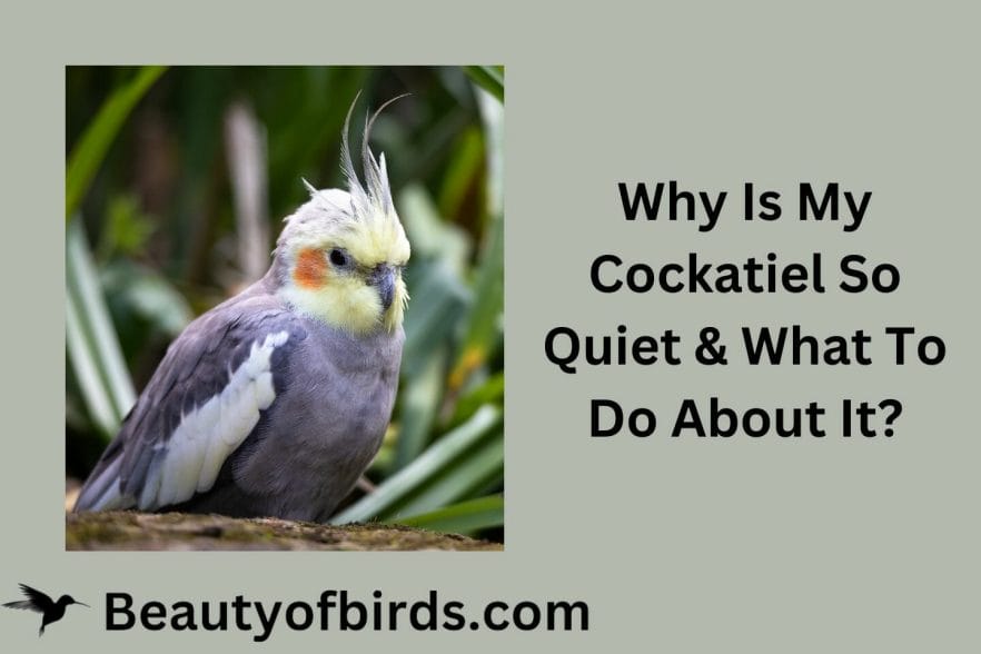 Why Is My Cockatiel So Quiet